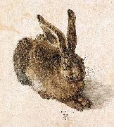 Albrecht Durer Young Hare oil painting on canvas